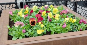 Oulun Rotuaarin orvokit jaetaan kuntalaisille ilmaiseksi 